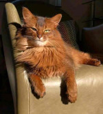 Mainecoon Kitten For Adoption To New Homes