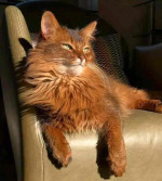 Mainecoon Kitten For Adoption To New Homes