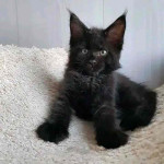 Mainecoon Kitten For Adoption To New Homes