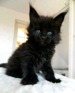 Mainecoon Kitten For Adoption To New Homes
