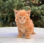 Mainecoon Kitten For Adoption To New Homes