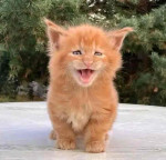 Mainecoon Kitten For Adoption To New Homes