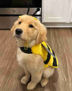Golden retriever puppies for adoption