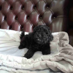 Amazing toy poodle