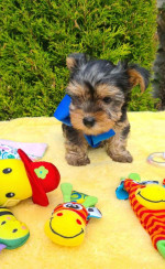 Sweet Outstanding Charming Male and Female Yorkshire Terrier Puppies Ready
