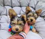 Sweet Outstanding Charming Male and Female Yorkshire Terrier Puppies Ready