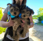 Sweet Outstanding Charming Male and Female Yorkshire Terrier Puppies Ready