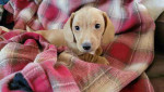 Dachshund Puppies For Adoption