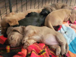 Dachshund Puppies For Adoption