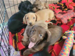 Dachshund Puppies For Adoption