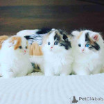 Scottish Fold Kittens