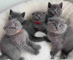 Scottish Fold Kittens