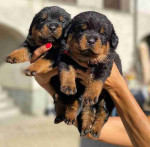 Light Hjome Trianed Rottweiler