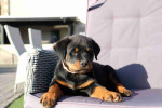 Light Hjome Trianed Rottweiler