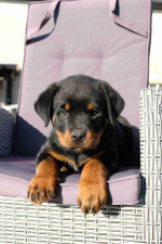 Light Hjome Trianed Rottweiler