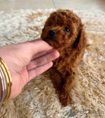 Light Hjome Trianed Toy Podle Puppes sale