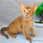 Abyssinian kittens ready for new home.