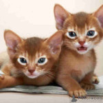 Abyssinian kittens ready for new home.