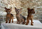Abyssinian kittens ready for new home.