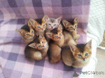 Abyssinian kittens ready for new home.