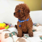 Poodle puppies for sale