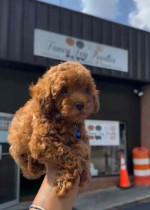 Poodle puppies for sale