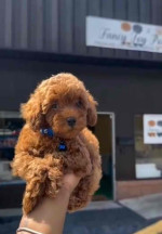 Poodle puppies for sale