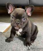 beautiful litter of French Bulldog puppies