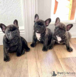 beautiful litter of French Bulldog puppies