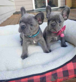beautiful litter of French Bulldog puppies