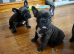 beautiful litter of French Bulldog puppies