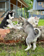 Siberian Husky Puppies