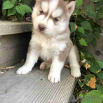 Siberian Husky Puppies