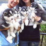 Siberian Husky Puppies
