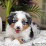 Australian shepherds pups