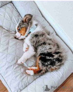 Australian shepherds pups