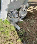 Australian shepherds pups