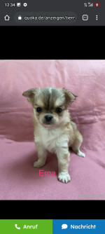 AKC registered Chihuahua puppies
