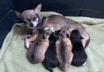 AKC registered Chihuahua puppies