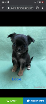 AKC registered Chihuahua puppies