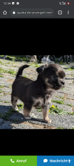 AKC registered Chihuahua puppies
