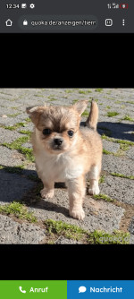 AKC registered Chihuahua puppies