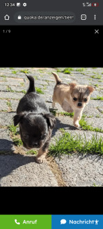 AKC registered Chihuahua puppies