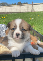 Ready to leave KC Registered Welsh Pembroke Corgi