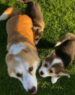 Ready to leave KC Registered Welsh Pembroke Corgi