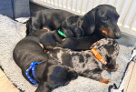 Reg Standard Dachshund Males Puppies