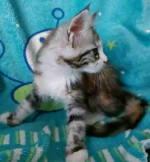 It's a male mainecoon kitten