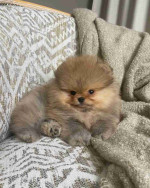 Pomeranian