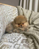 Pomeranian
