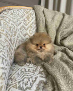 Pomeranian